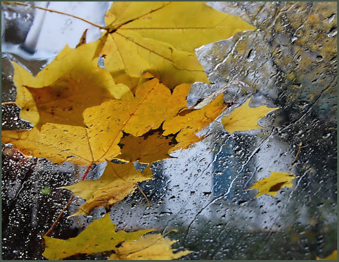 Гидрометцентр объявил в Подмосковье «желтый» уровень погодной опасности из-за дождей0