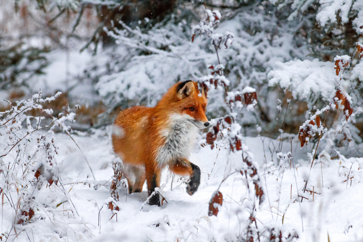В Подмосковье начался зимний учет охотничьих видов животных0