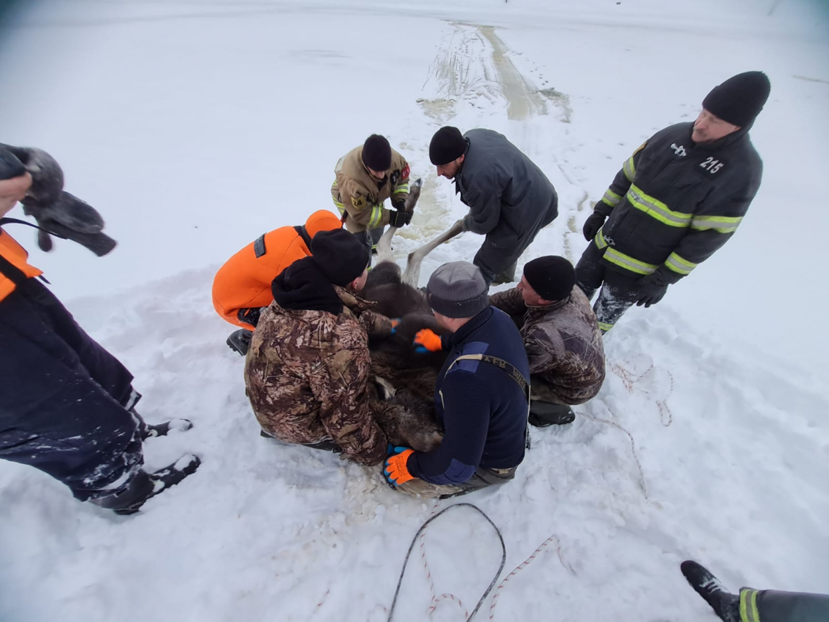 Спасатели ГКУ МО «Мособлпожспас» спасли лосенка, угодившего в полынью фото 10