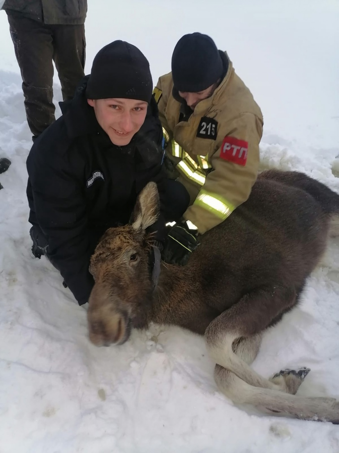 Спасатели ГКУ МО «Мособлпожспас» спасли лосенка, угодившего в полынью фото 21